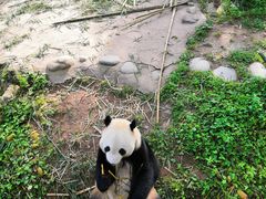 -都江堰中华大熊猫苑
