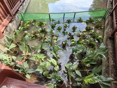 -广州白江湖森林公园