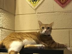 -逃脱反斗城沉浸剧情密室(北京路店)