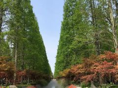 -东平国家森林公园