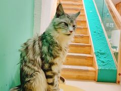 -猫在这儿猫咪咖啡馆·撸猫馆