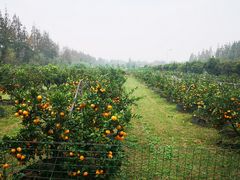 -前小桔亲子创意农场·草莓采摘·露营烧烤