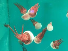 -海合安青岛极地海洋公园