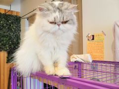 -MOYOYO猫咪咖啡店