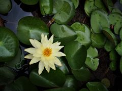 -陈家山荷花公园