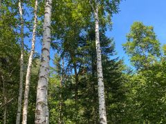 -五营红松林海景区