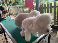-良成狗狗乐园