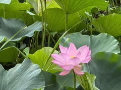 -南开大学(八里台校区)