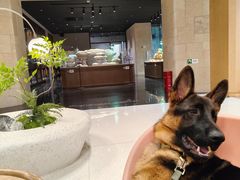 -帕帕拉兹宠物(亚洲旗舰店)