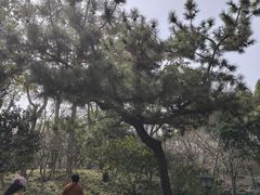 -秋霞圃