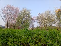 -海珠湖公园