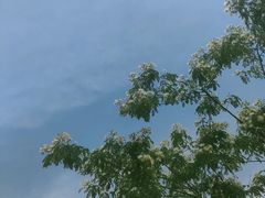 -空港花田景区