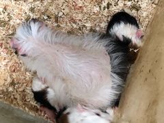 -上海大自然野生昆虫馆(东方明珠·爬宠昆虫探索中心)