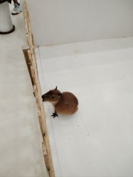 -Moni星球萌宠·小马宝莉·灵蛇·高端高阶全萌宠互动体验俱乐部(红豆国际广场店)