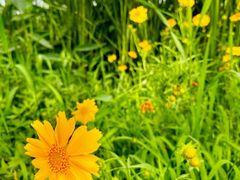 -长田漾湿地公园