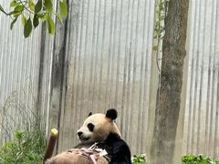 -卧龙中华大熊猫苑神树坪基地