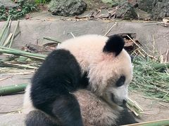 -都江堰中华大熊猫苑