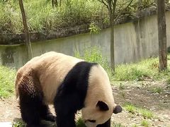 -中国大熊猫保护研究中心雅安碧峰峡基地