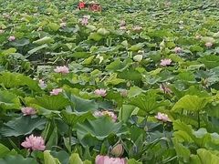 -荷塘月色湿地公园·向阳花洲