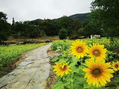 -塔川景区