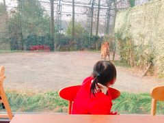 -上海野生动物园老虎餐厅
