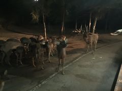 -清迈夜间动物园