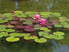 -莲花池公园