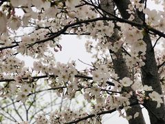 -香雪海