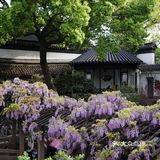 在狮子林遇上梦幻紫