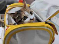 -嘉馨宠物医院·CT影像转诊·心脏科·犬猫全科诊疗中心(下沙大学城院区)