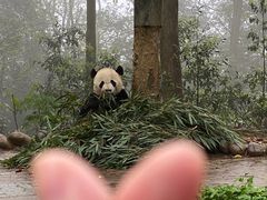 -中国大熊猫保护研究中心雅安碧峰峡基地