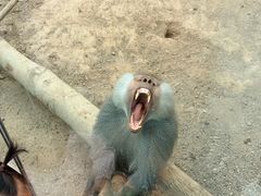 -青藏高原野生动物园