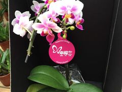 -荷兰花海