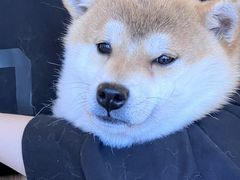 -喜柴咖啡·柴犬狗咖