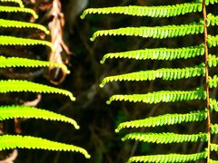 -风云岭森林公园