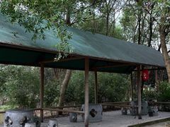 -合肥滨湖国家森林公园