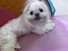 -北京观赏动物医院·24小时大型综合·猫专科·异宠专科