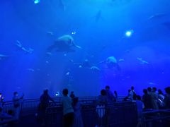 -烟台海昌鲸鲨海洋公园