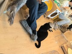 -有喵·猫咖·狗咖·30几只猫10只小狗(岗厦店)