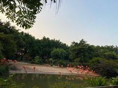 -广州长隆飞鸟乐园
