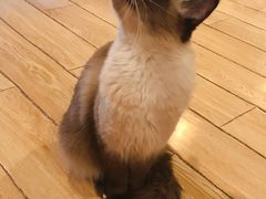 -Cappucimeow猫咪咖啡馆(韦伯时代店)