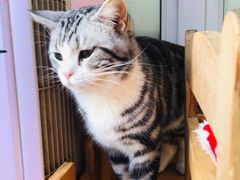 -猫小院猫主题咖啡厅(北锣店)