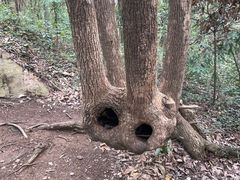 -上海佘山国家森林公园天马山园