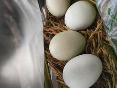 -洪湖家庭农场·团建·露营·会议