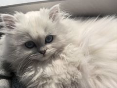 -派特宠物医院(圆融广场店)