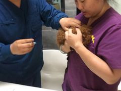 -美联众合宠物医院·爱萌分院·内外科·猫科中心