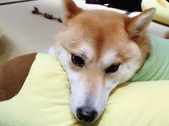 -逗柴咖啡屋·狗咖猫咖宠物桌游