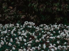 -香蜜公园
