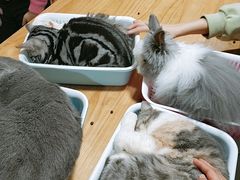 -藦茜花园宠物主题亲子互动体验馆(国顺东路店)