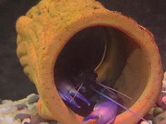-上海大自然野生昆虫馆(东方明珠·爬宠昆虫探索中心)